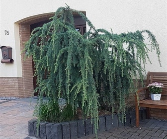 Treurceder op stam (Cedrus libani 'Pendula')