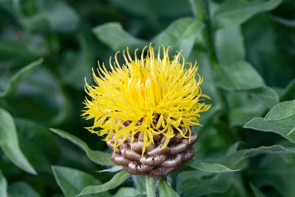 Reuzenkorenbloem