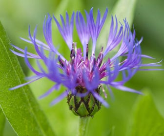 Korenbloem (Centaurea montana)