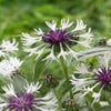 Korenbloem (Centaurea montana 'Amethyst in Snow')