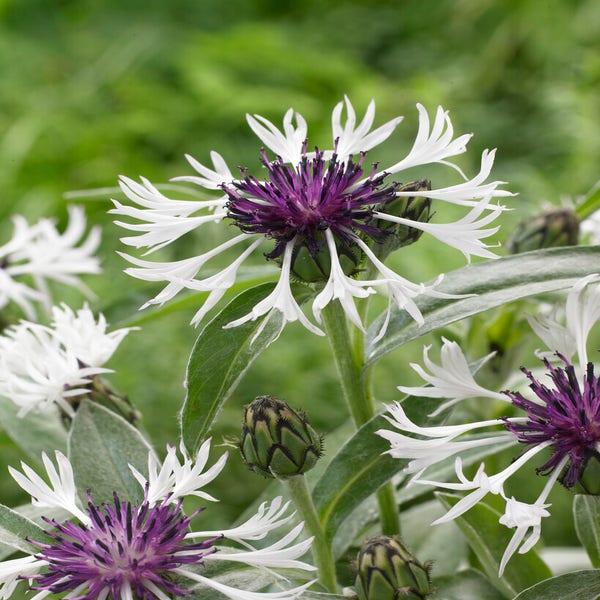 Korenbloem (Centaurea montana 'Amethyst in Snow')