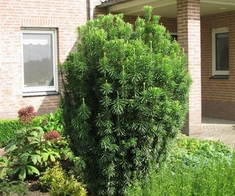 Knoptaxus (Cephalotaxus harringtonia 'Fastigiata')
