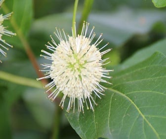 Kogelbloem (Cephalanthus occidentalis)