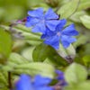 Loodkruid (Ceratostigma plumbaginoides)