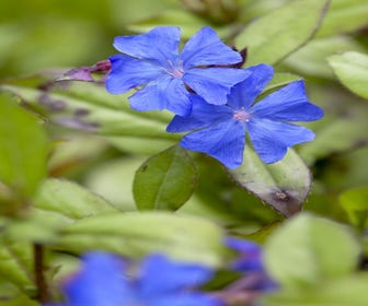 Loodkruid (Ceratostigma plumbaginoides)