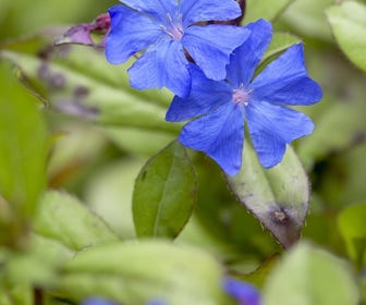 Loodkruid (Ceratostigma plumbaginoides)