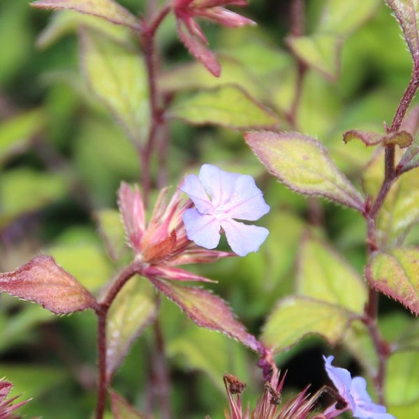 Loodkruid (Ceratostigma willmottianum 'Forest Blue')