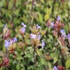 Loodkruid (Ceratostigma willmottianum 'Forest Blue')