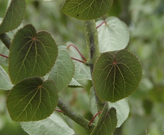 Katsoera als struik (Cercidiphyllum japonicum)