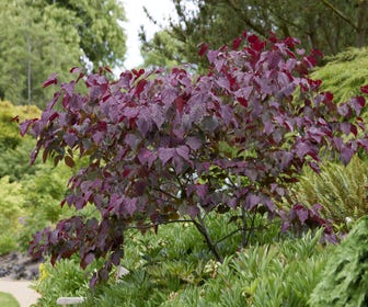 Meerstammige judasboom (Cercis canadensis 'Forest Pansy')