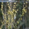 Chinese Judasboom (Cercis chinensis 'Shirobana')