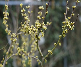 Chinese Judasboom (Cercis chinensis 'Shirobana')