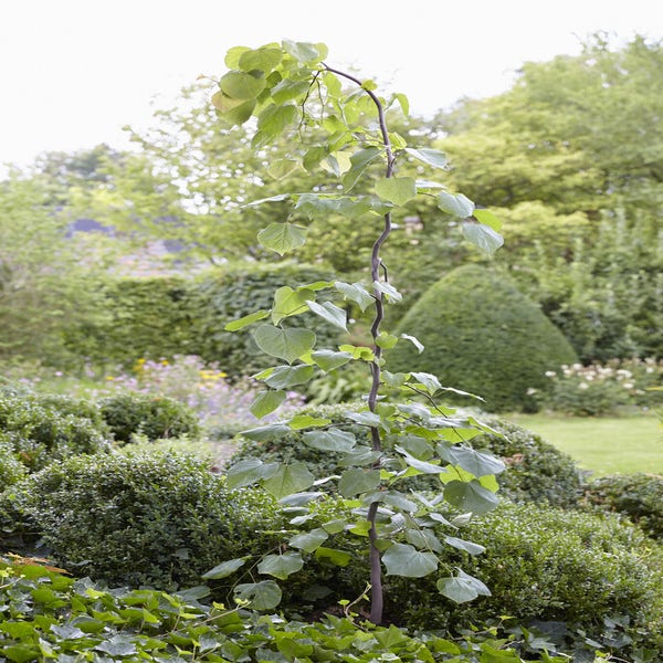 Judasboom (Cercis canadensis 'Vanilla Twist')
