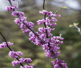 Judasboom als struik (Cercis canadensis)