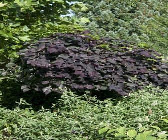 Treur Judasboom (Cercis canadensis 'Ruby Falls') 