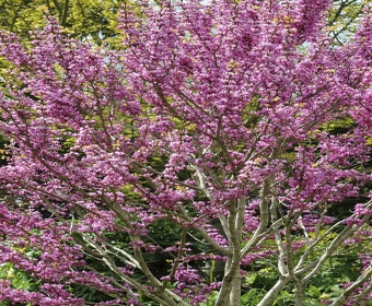 Chinese judasboom (Cercis chinensis 'Avondale')