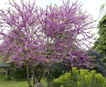 Judasboom als struik (Cercis siliquastrum)