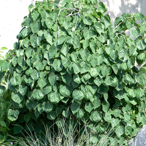 Judasboom (Cercis canadensis 'Lavender Twist')