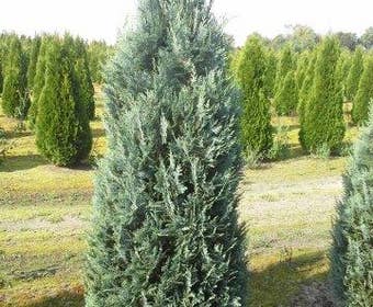 Blauwe haagconifeer (Chamaecyparis lawsoniana 'Columnaris')