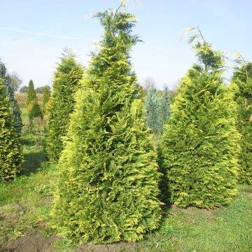 Chamaecyparis lawsoniana Stardust 250/300 cm