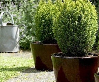 Cypres (Chamaecyparis lawsoniana 'Ellwood's Gold')