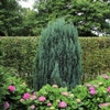 Cypres (Chamaecyparis lawsoniana 'Ellwoodii')