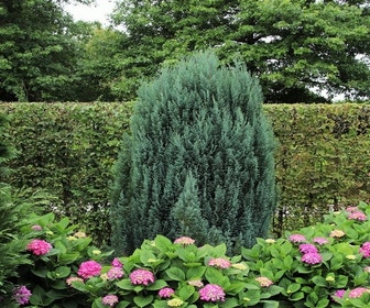 Cypres (Chamaecyparis lawsoniana 'Ellwoodii')