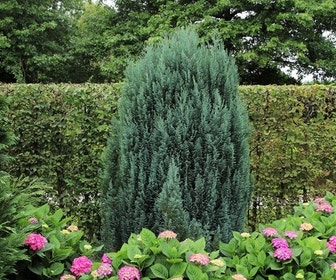 Cypres (Chamaecyparis lawsoniana 'Ellwoodii')