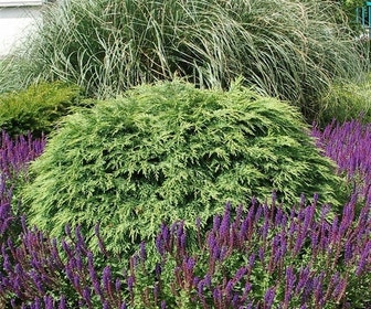 Dwergcipres (Chamaecyparis lawsoniana 'Globosa')