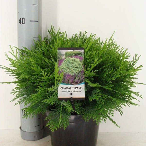 Dwergcipres (Chamaecyparis lawsonia 'Globosa')