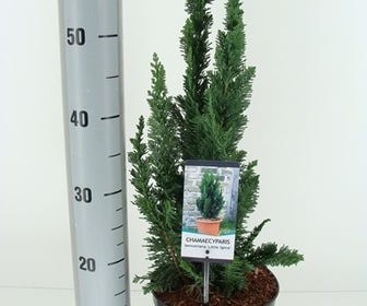 Dwergcipres (Chamaecyparis lawsonia 'Little Spire')