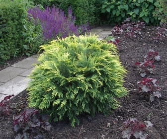Gele Dwergcipres (Chamaecyparis lawsoniana 'Sunkist')