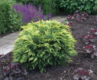 Gele Dwergcipres (Chamaecyparis lawsoniana 'Sunkist')