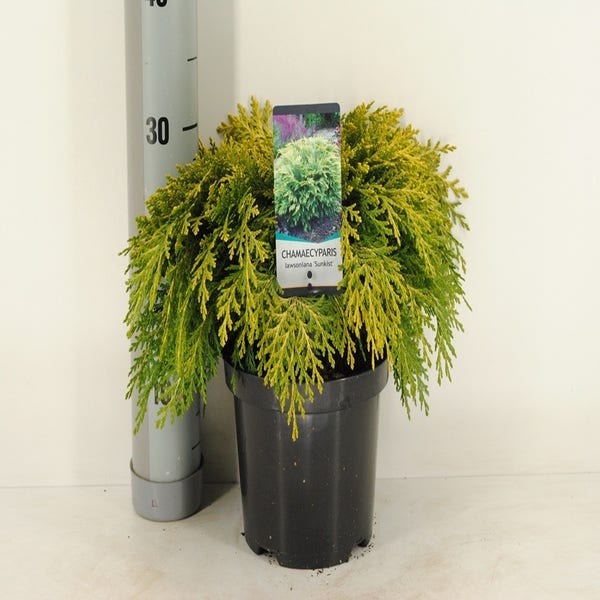 Chamaecyparis lawsonia 'Sunkist'
