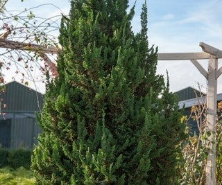 Dwergcipres (Chamaecyparis lawsoniana 'Wisselii')