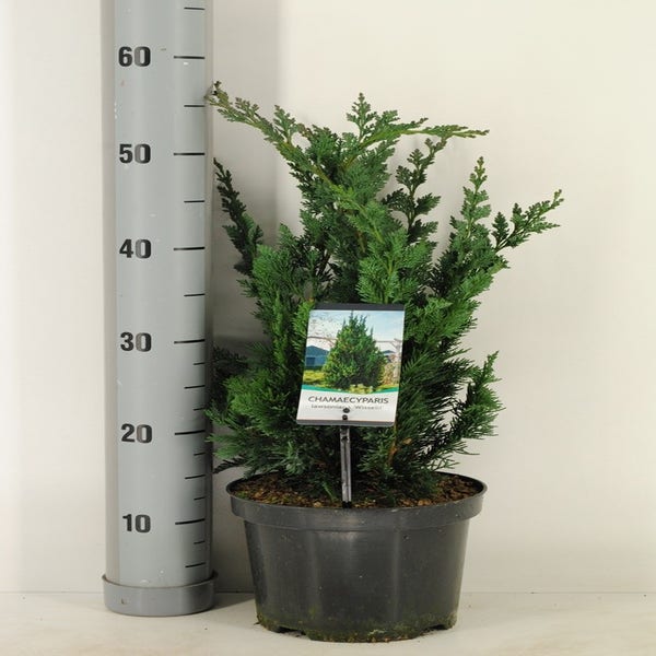 Dwergcipres (Chamaecyparis lawsonia 'Wisselii') 40-50 cm