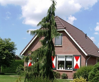 Cypres (Chamaecyparis nootkatensis 'Pendula')