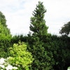 Hinoki cipres (Chamaecyparis obtusa 'Draht')