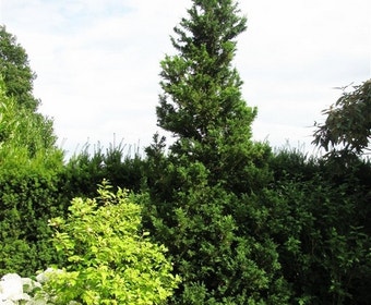 Hinoki cipres (Chamaecyparis obtusa 'Draht')