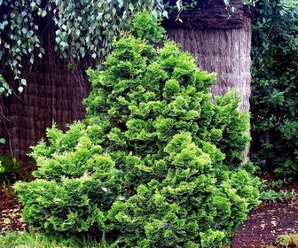Dwergcypres (Chamaecyparis obtusa 'Nana Gracilis')