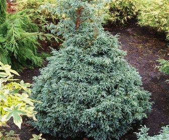 Dwergcypres (Chamaecyparis 'Baby Blue')
