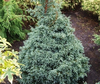 Dwergcypres (Chamaecyparis 'Baby Blue')