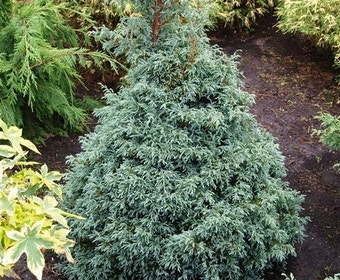 Dwergcypres (Chamaecyparis 'Baby Blue')