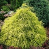 Cypres (Chamaecyparis pisifera 'Filifera Aurea')