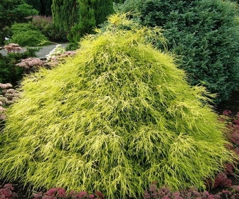Cypres (Chamaecyparis pisifera 'Filifera Aurea')