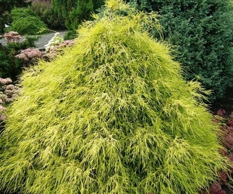 Cypres (Chamaecyparis pisifera 'Filifera Aurea')