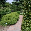 Cypres (Chamaecyparis pisifera 'Filifera Nana')
