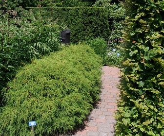 Cypres (Chamaecyparis pisifera 'Filifera Nana')