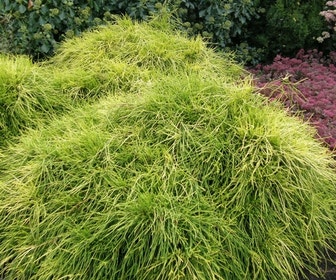 Dwergcypres (Chamaecyparis pisifera 'Sungold')