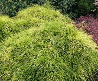 Dwergcypres (Chamaecyparis pisifera 'Sungold')